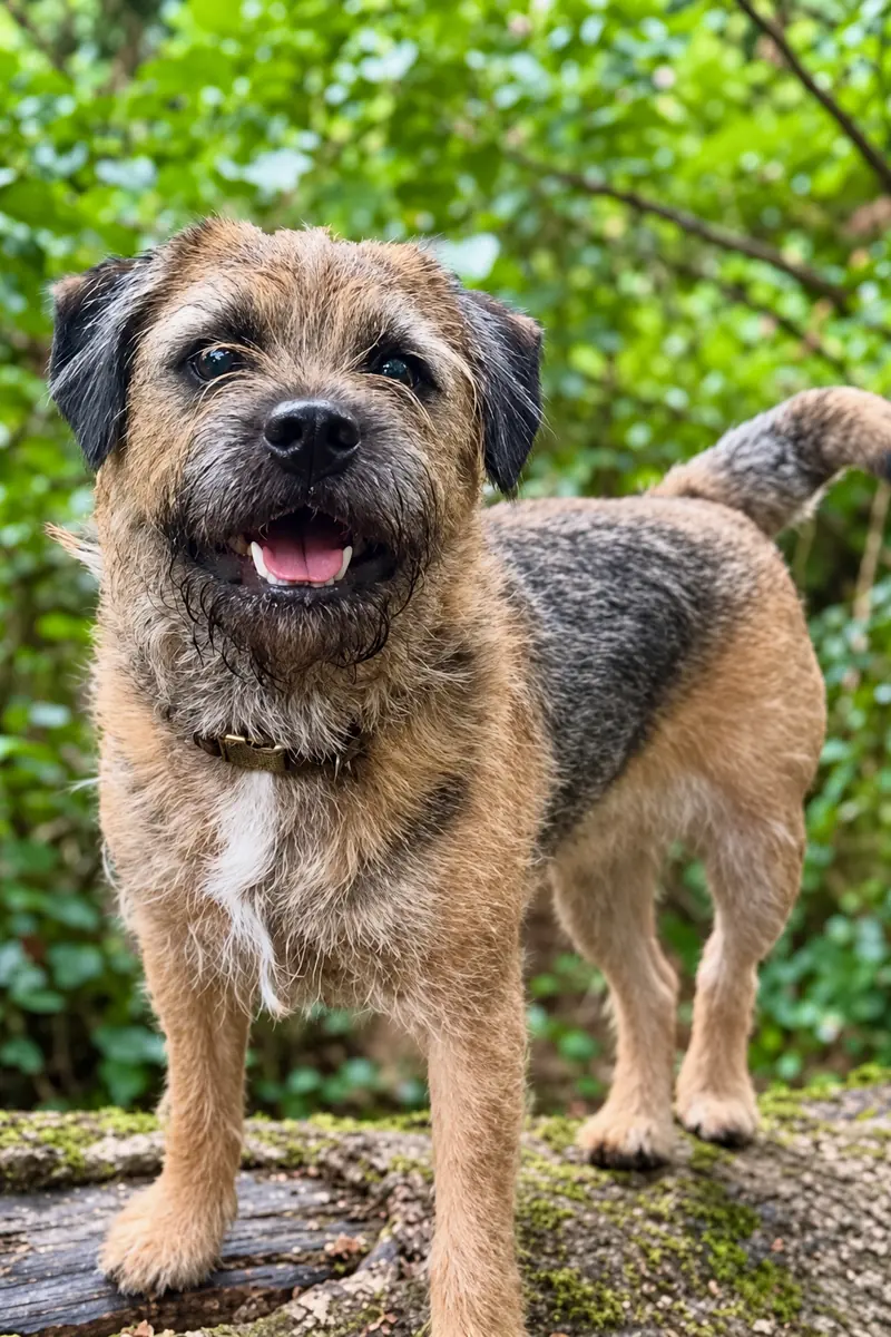 Dog on a countryside path