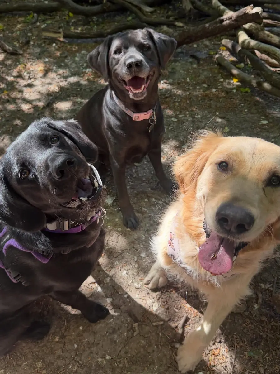 Nomadic Tails dog walk gallery image