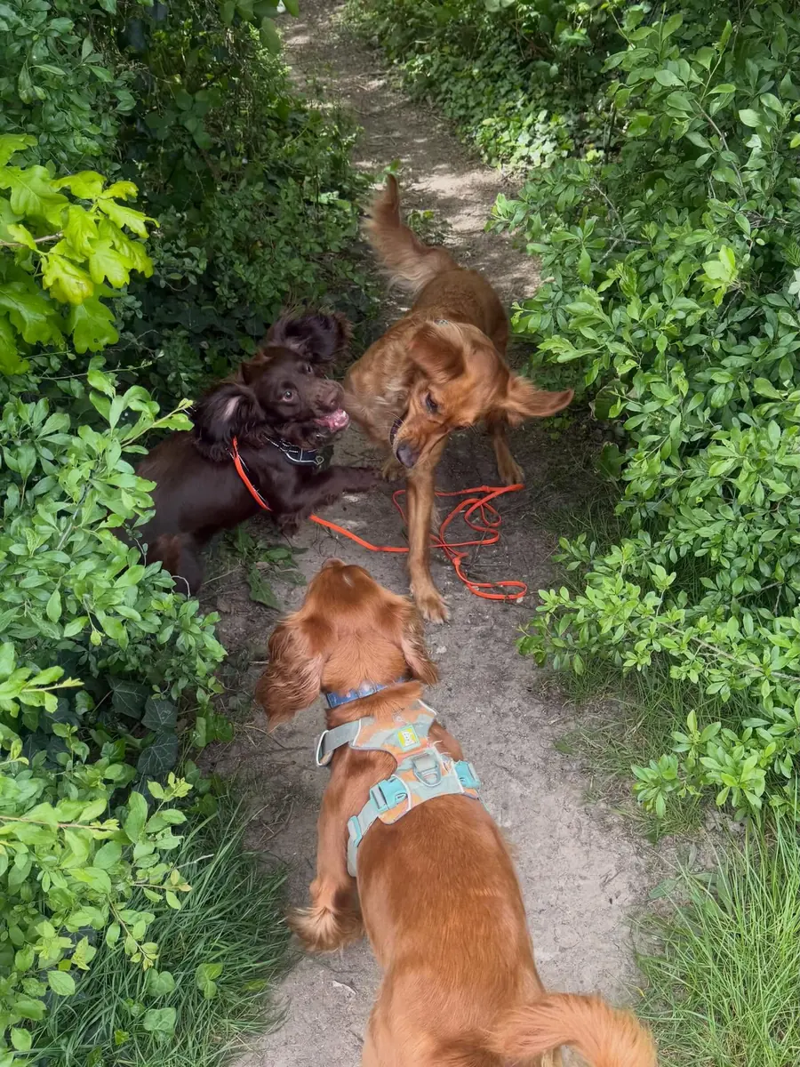 Nomadic Tails dog walk gallery image
