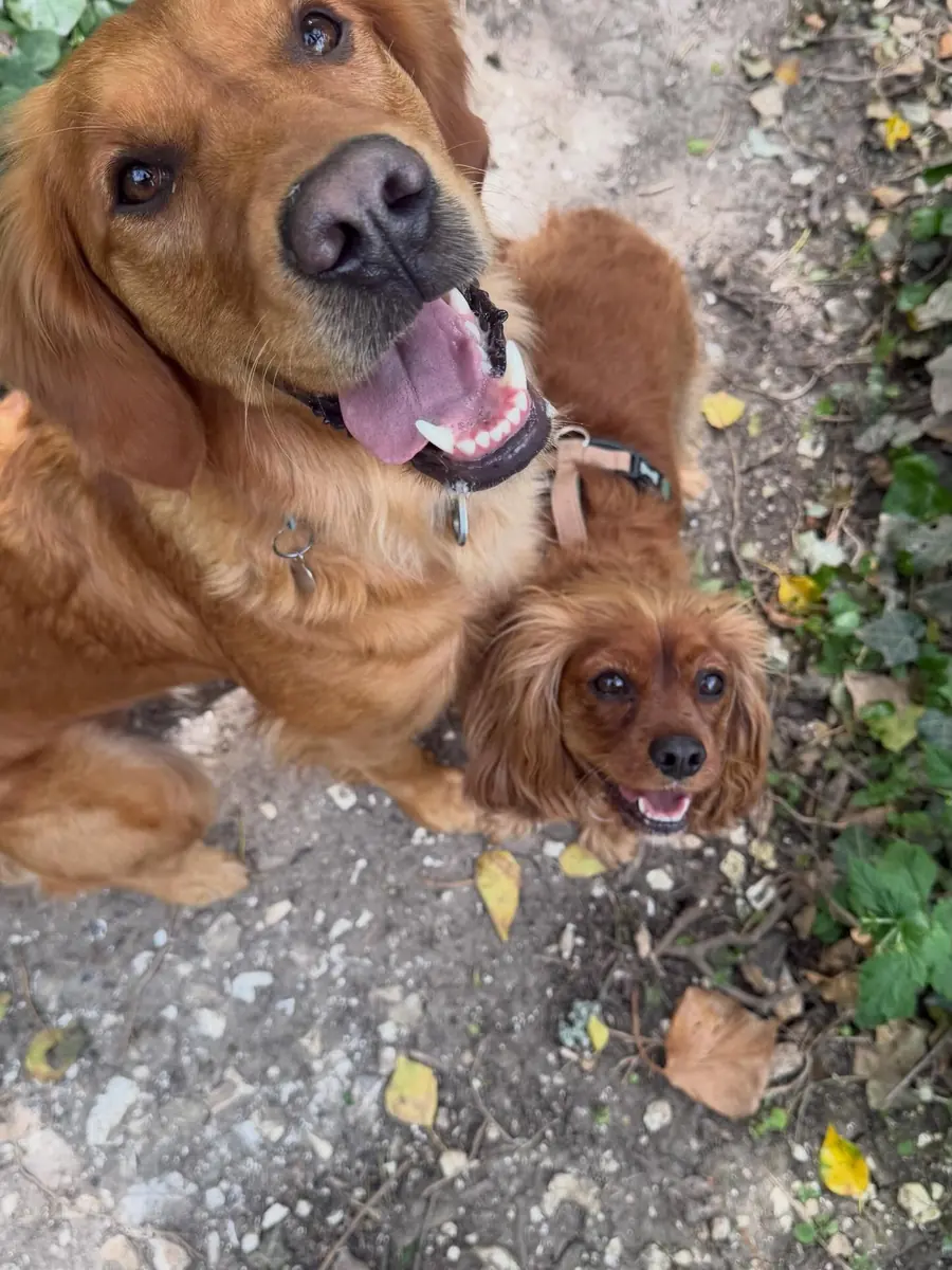 Nomadic Tails dog walk gallery image