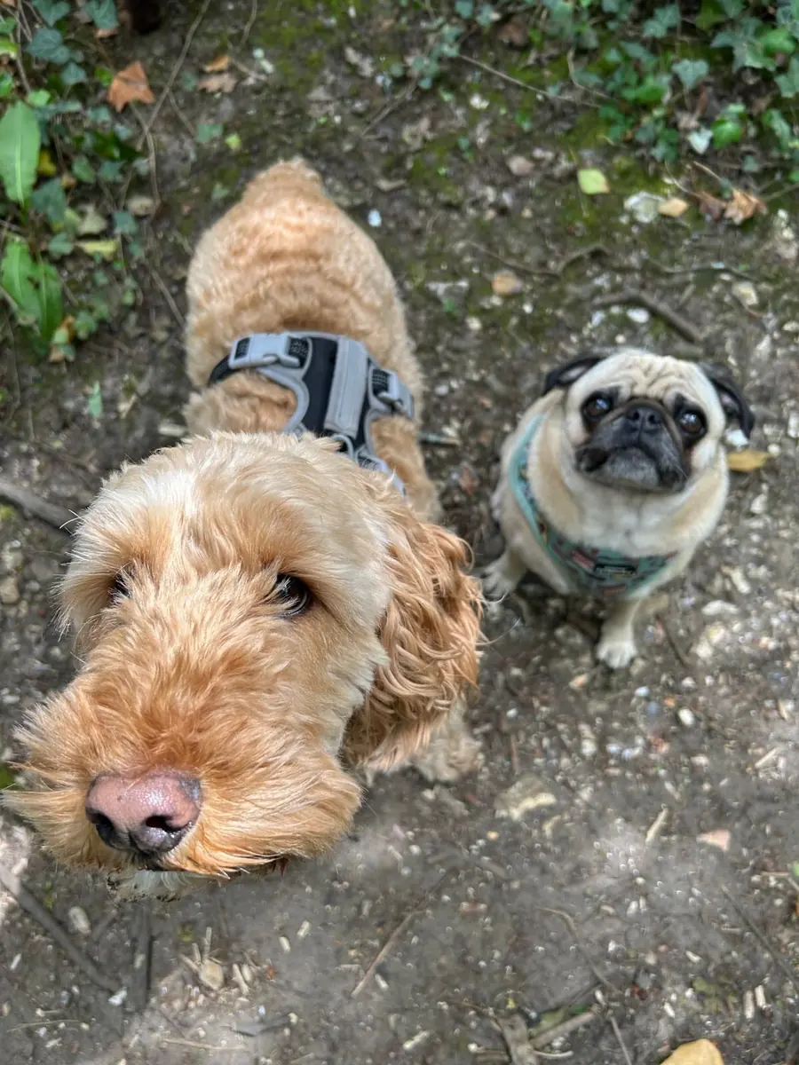 Nomadic Tails dog walk gallery image