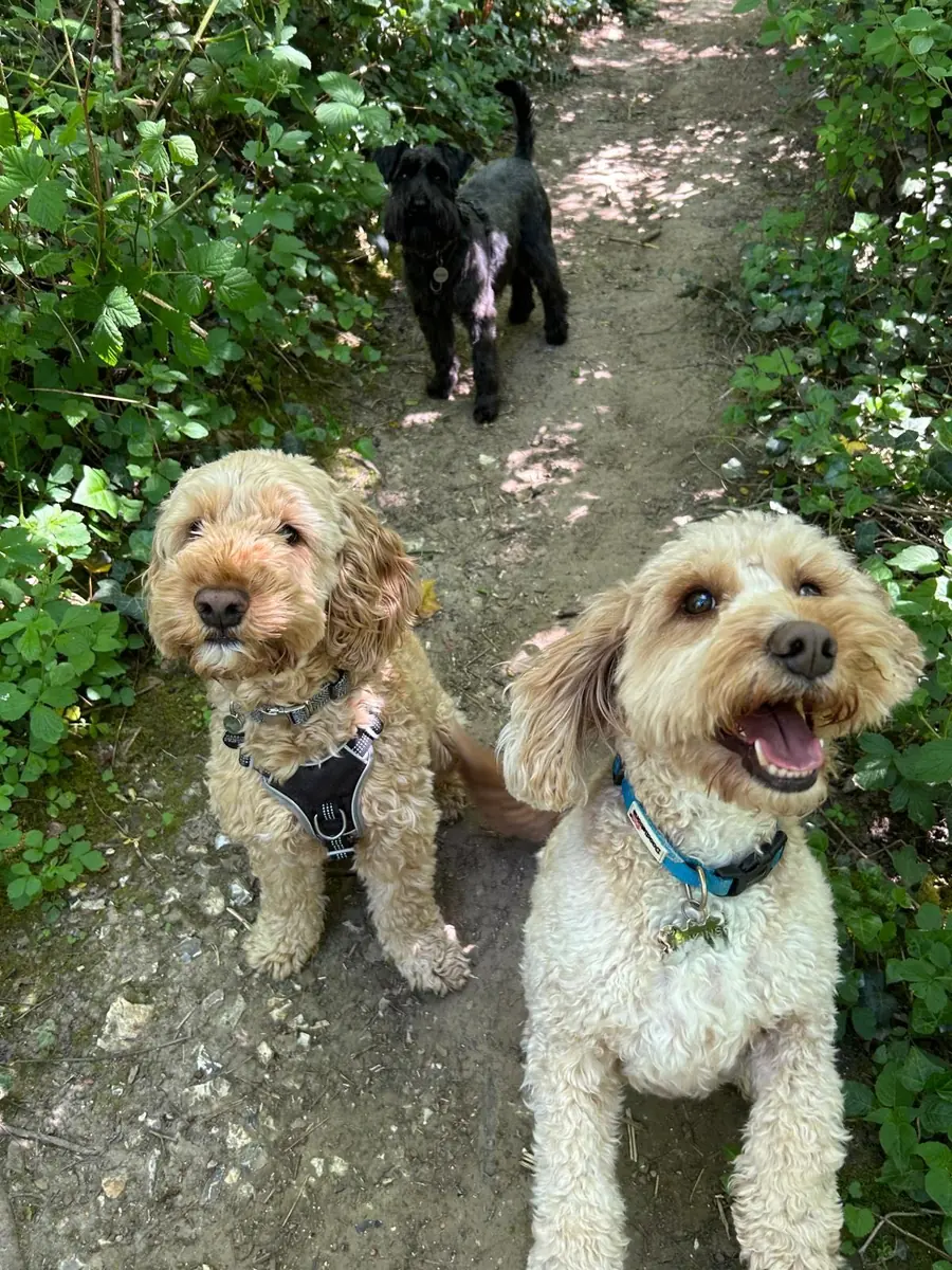 Dog portrait in nature