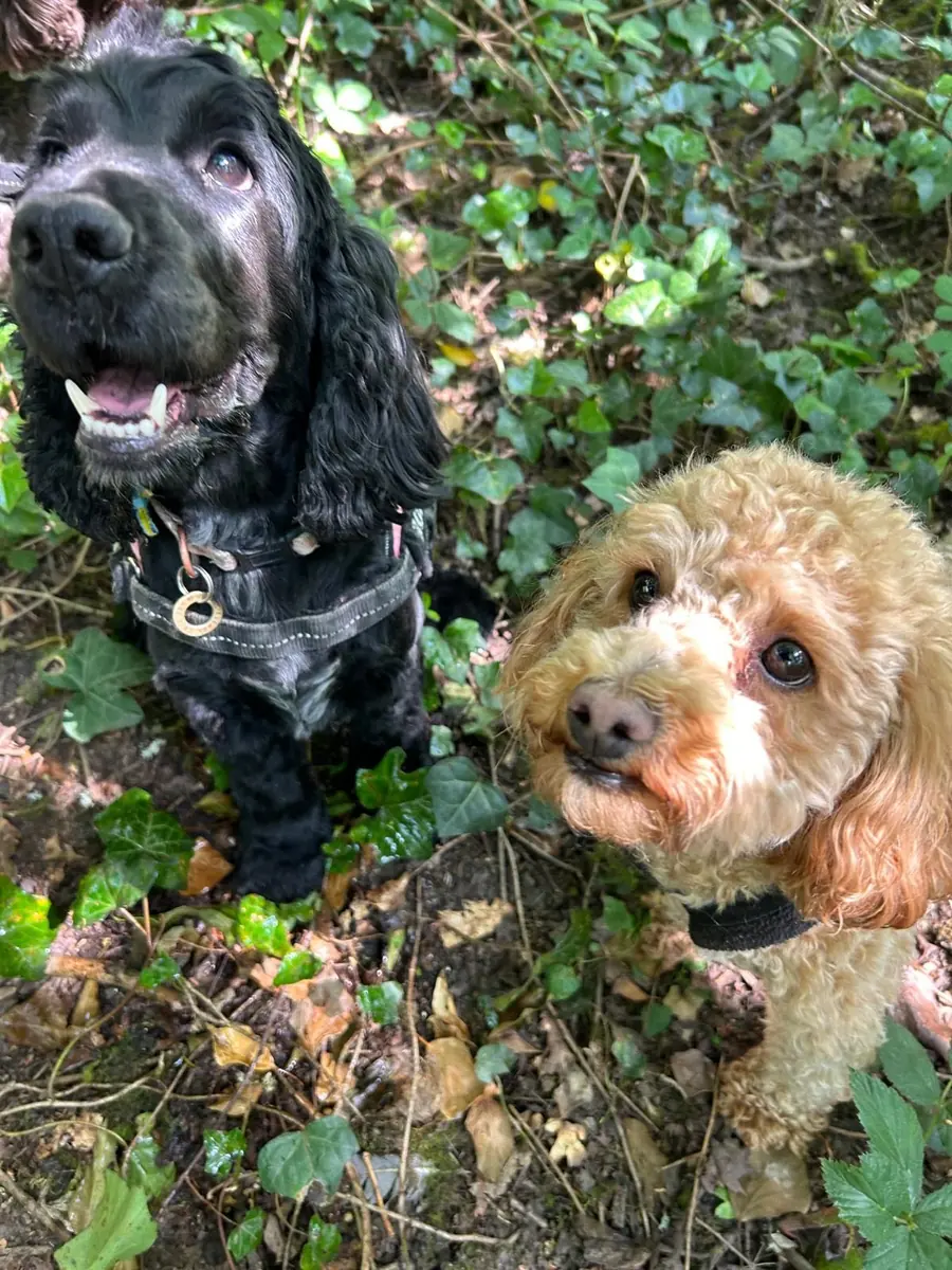 Nomadic Tails dog walk gallery image