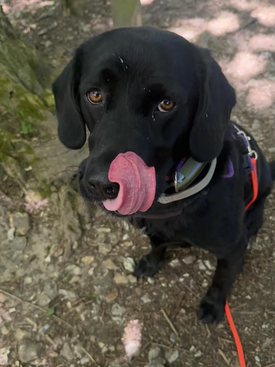 Dog outdoors in natural light