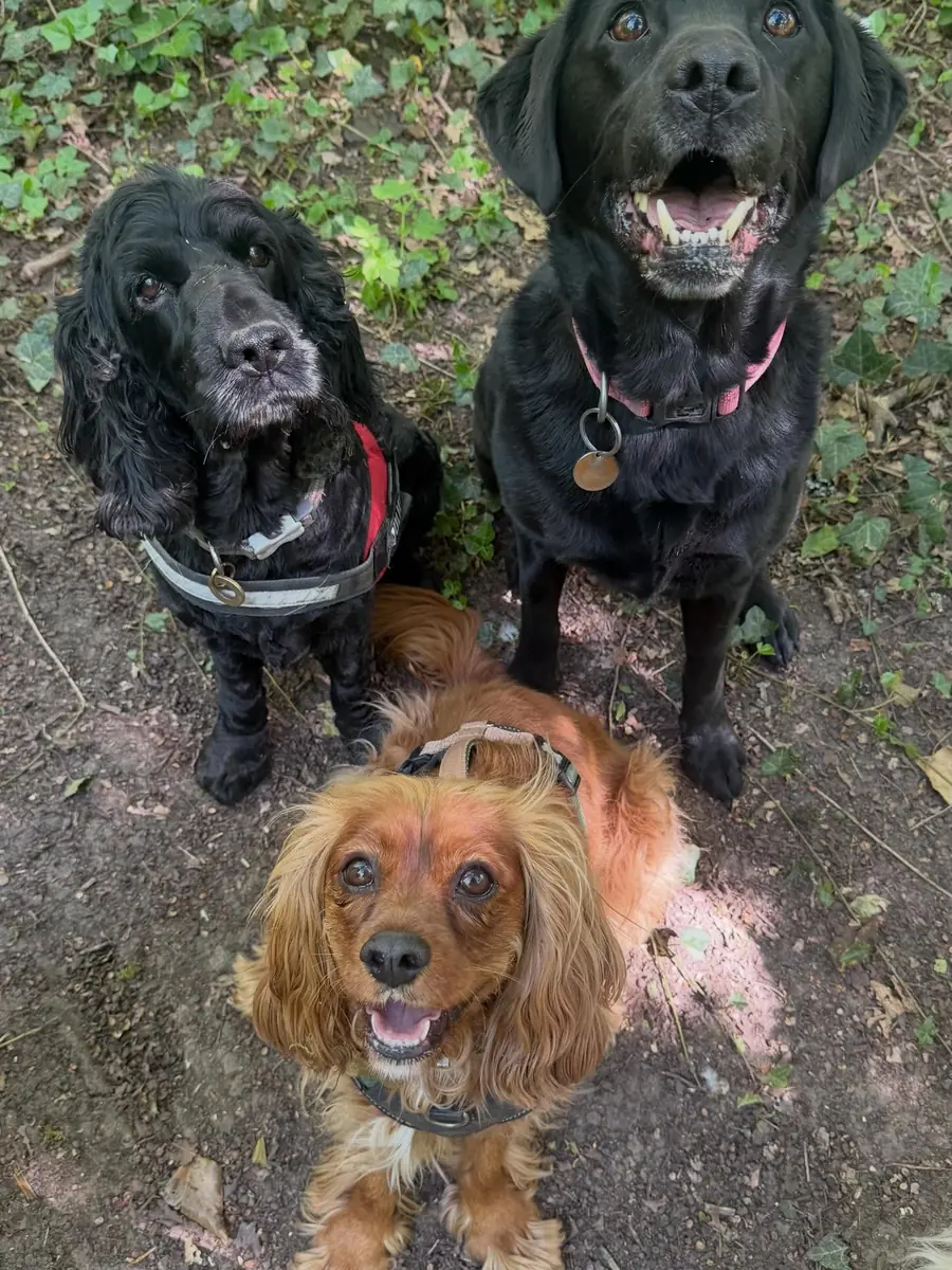 Nomadic Tails dog walk gallery image