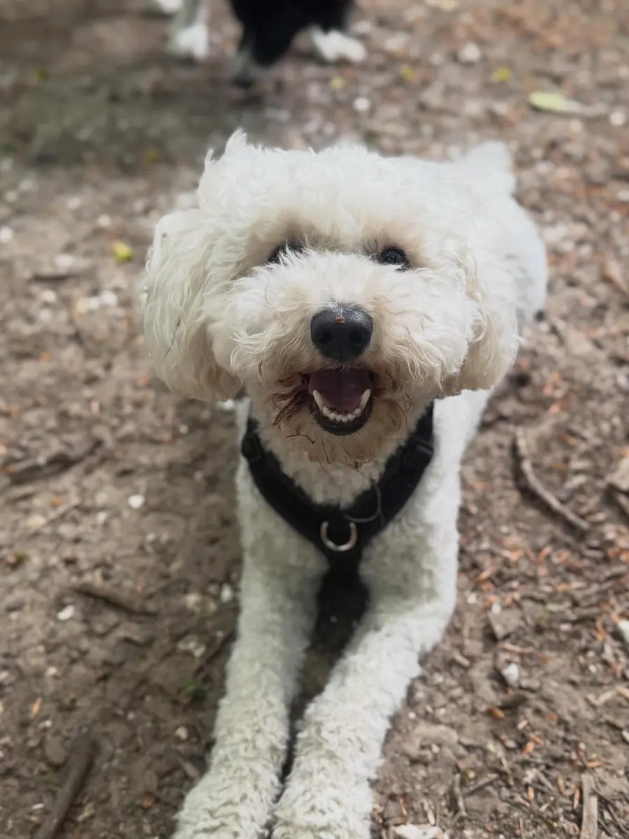 Dog exploring outside