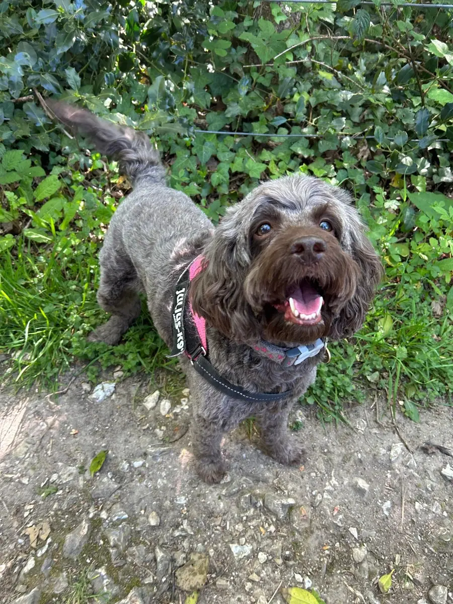 Happy dog outside