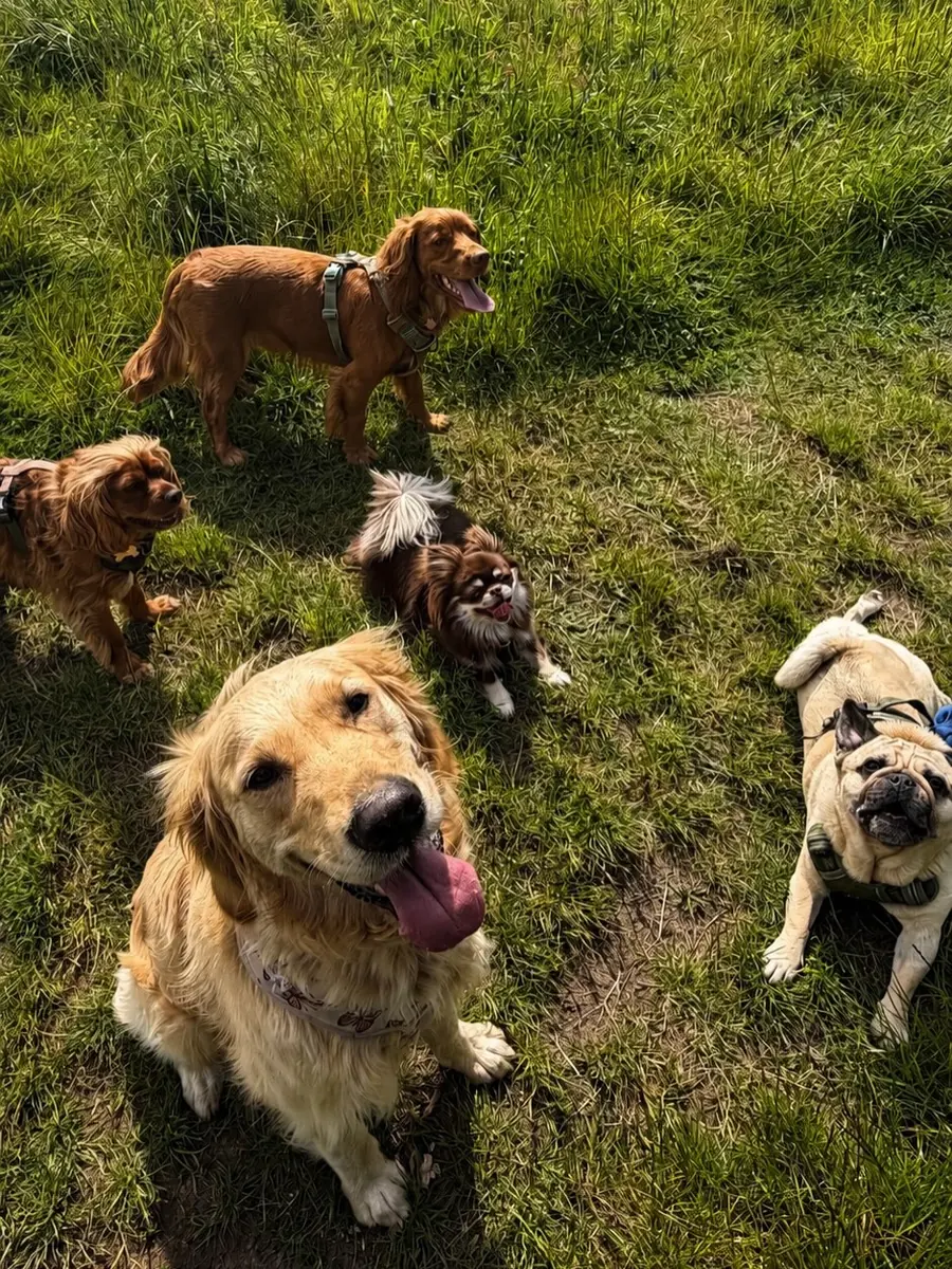 Dog sitting outdoors