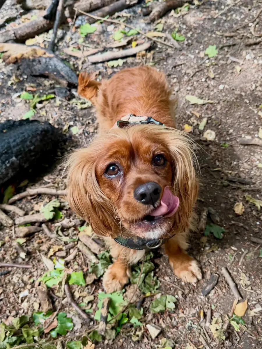 Dog enjoying a walk