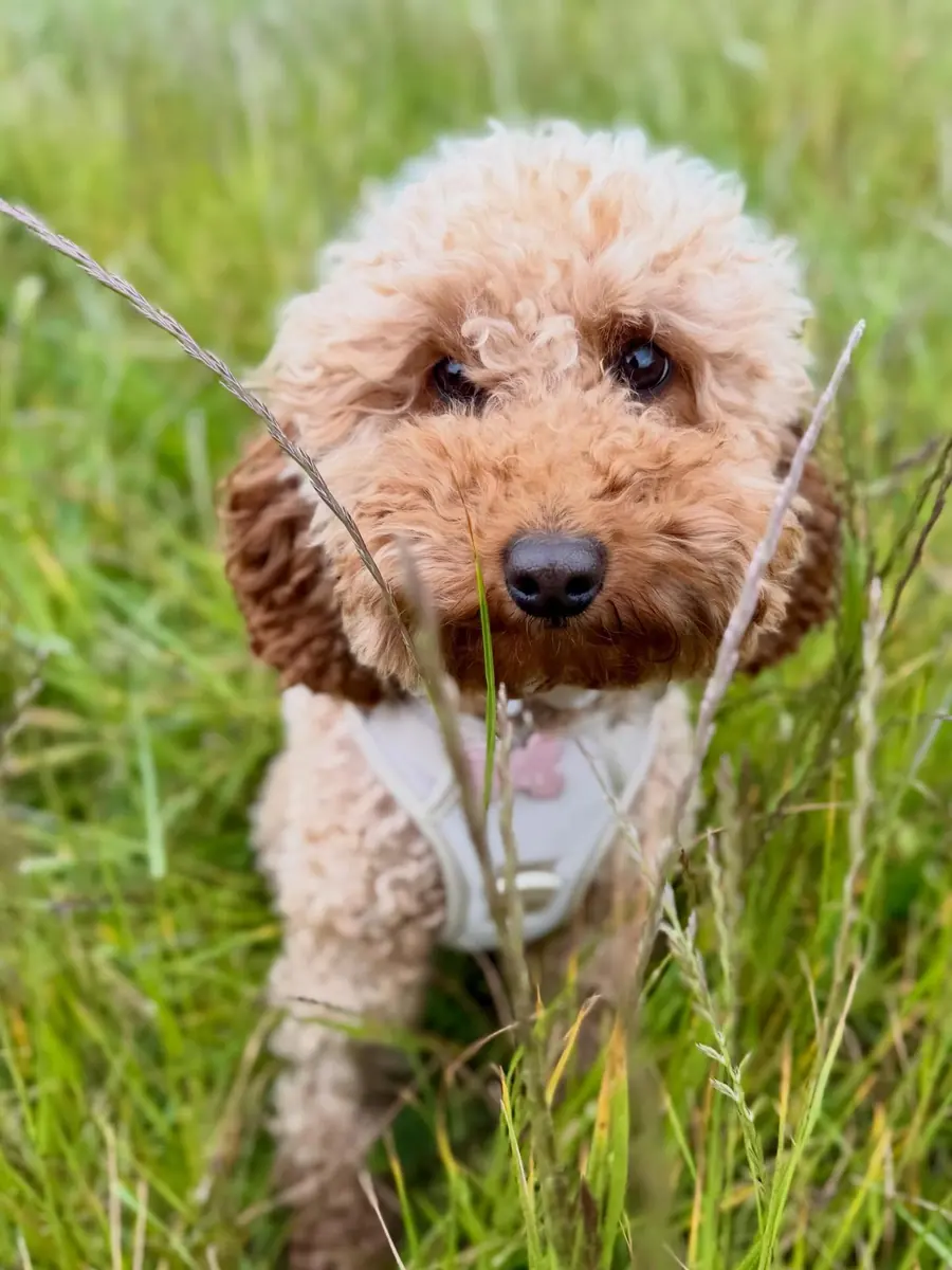 Dog in the countryside