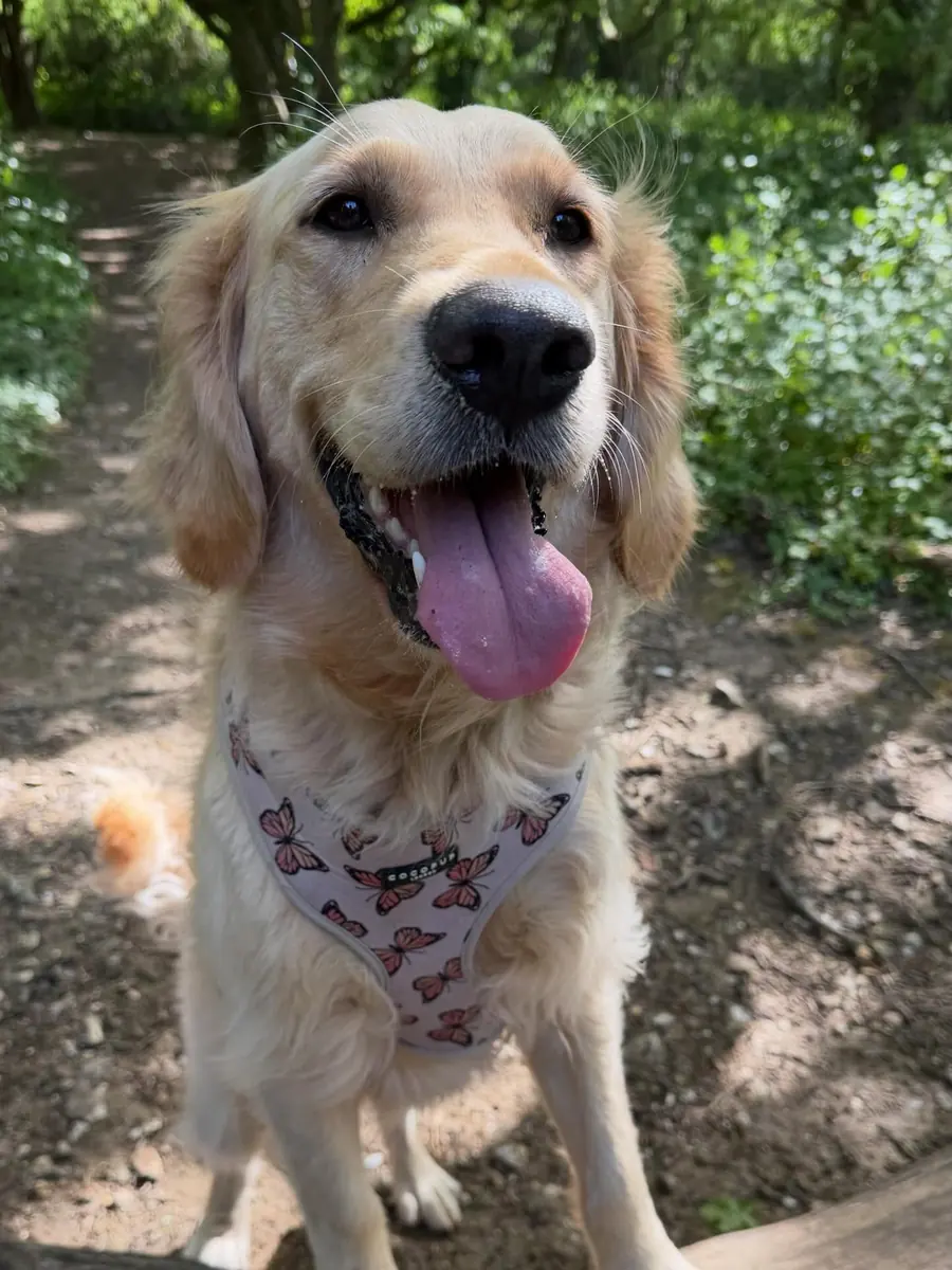 Dog outdoors on a trail