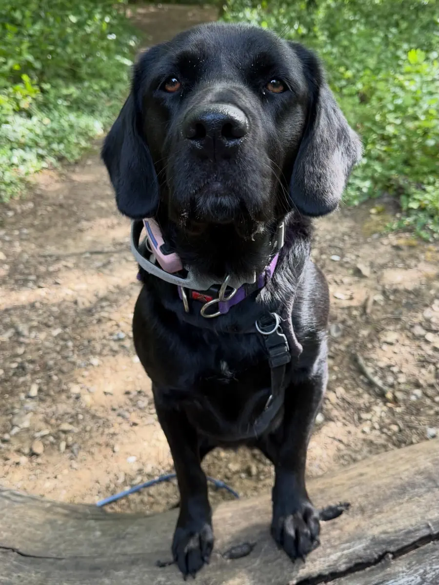 Dog portrait outdoors