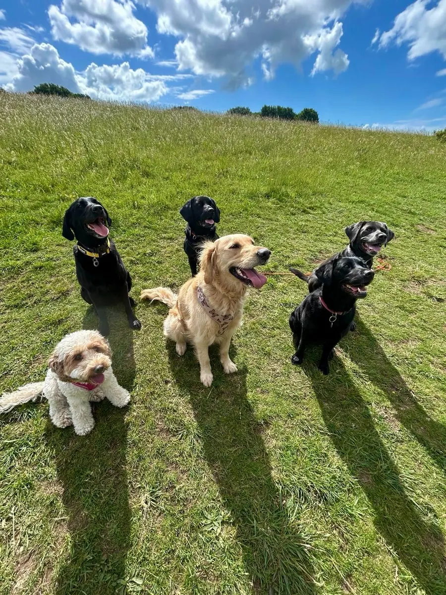 Dog enjoying the outdoors