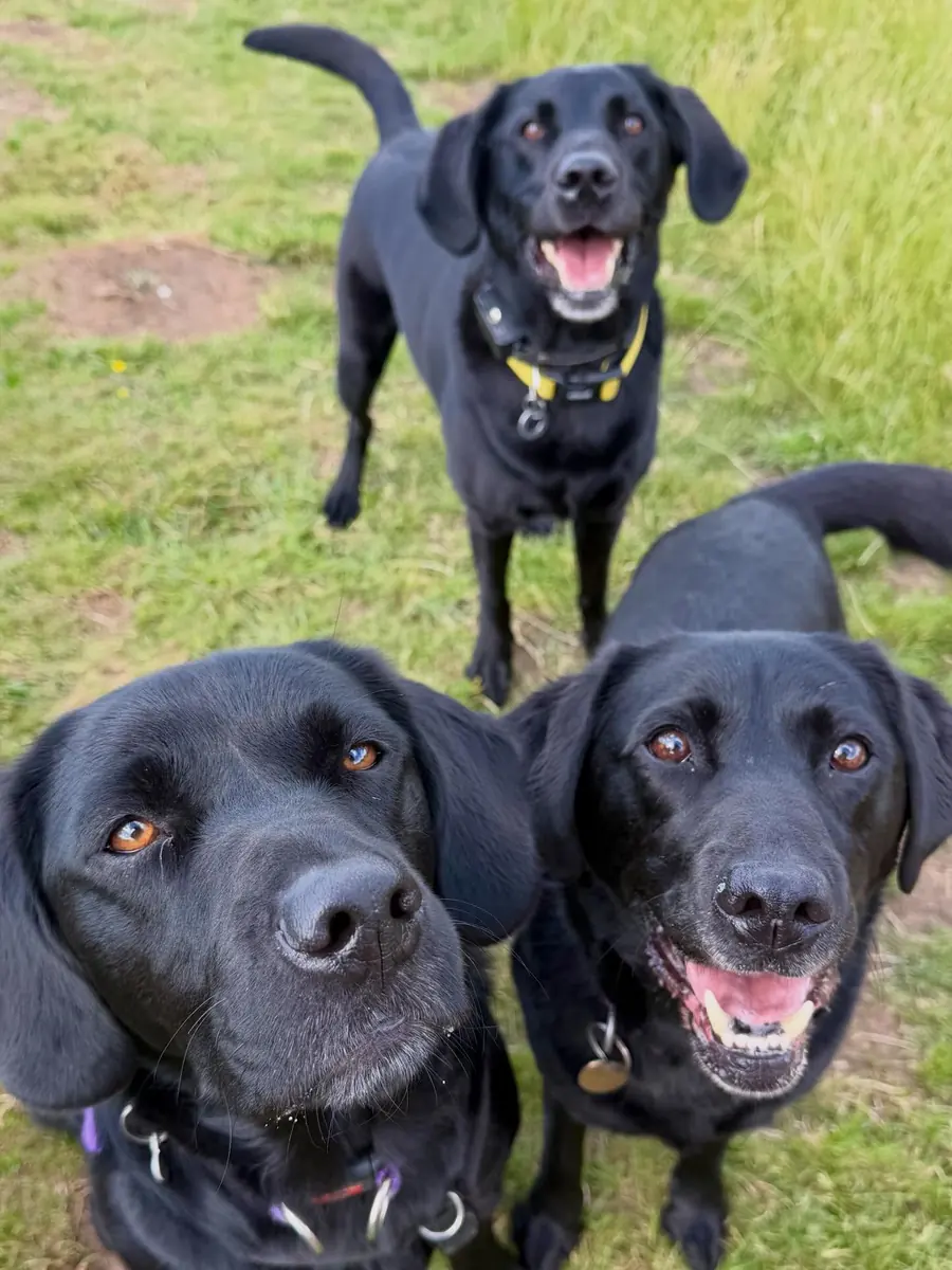 Dog looking towards the camera