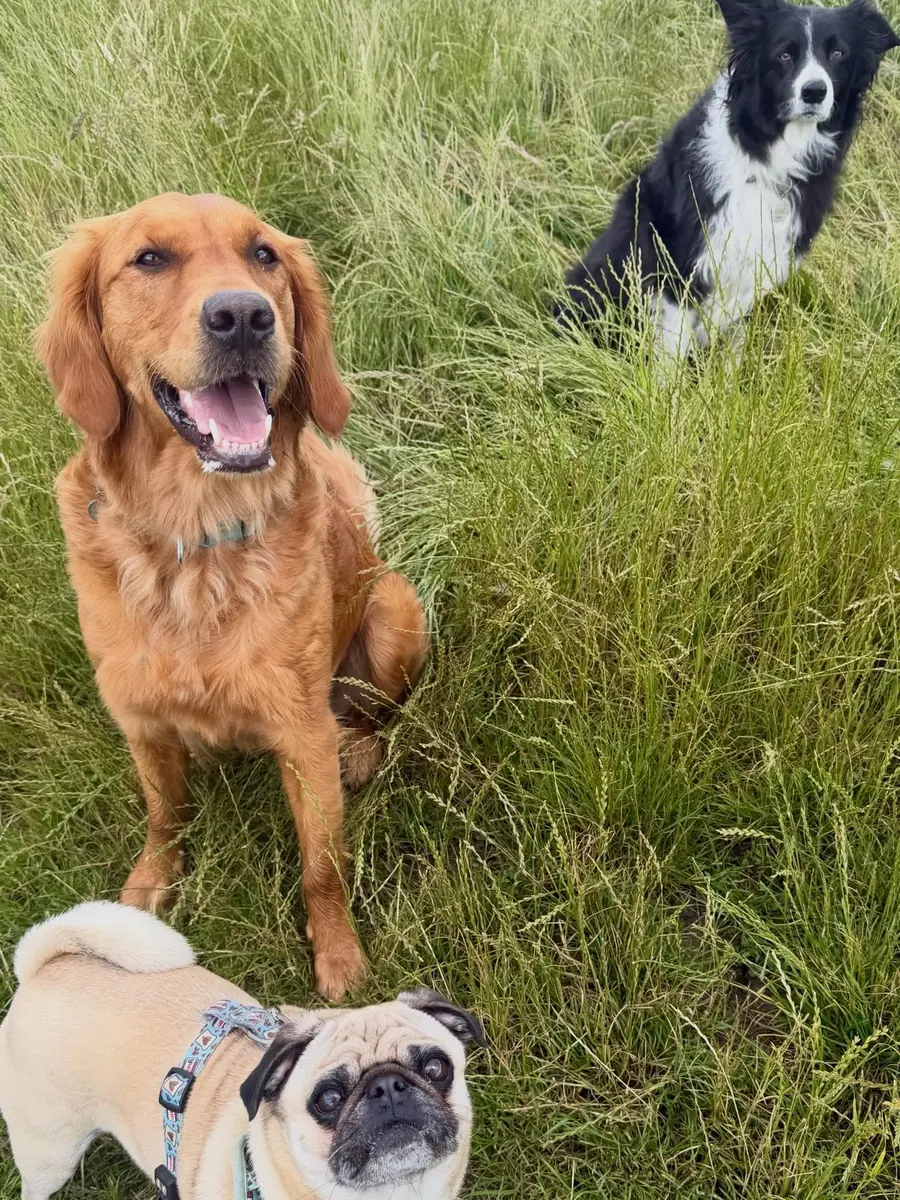 Dog relaxing outside