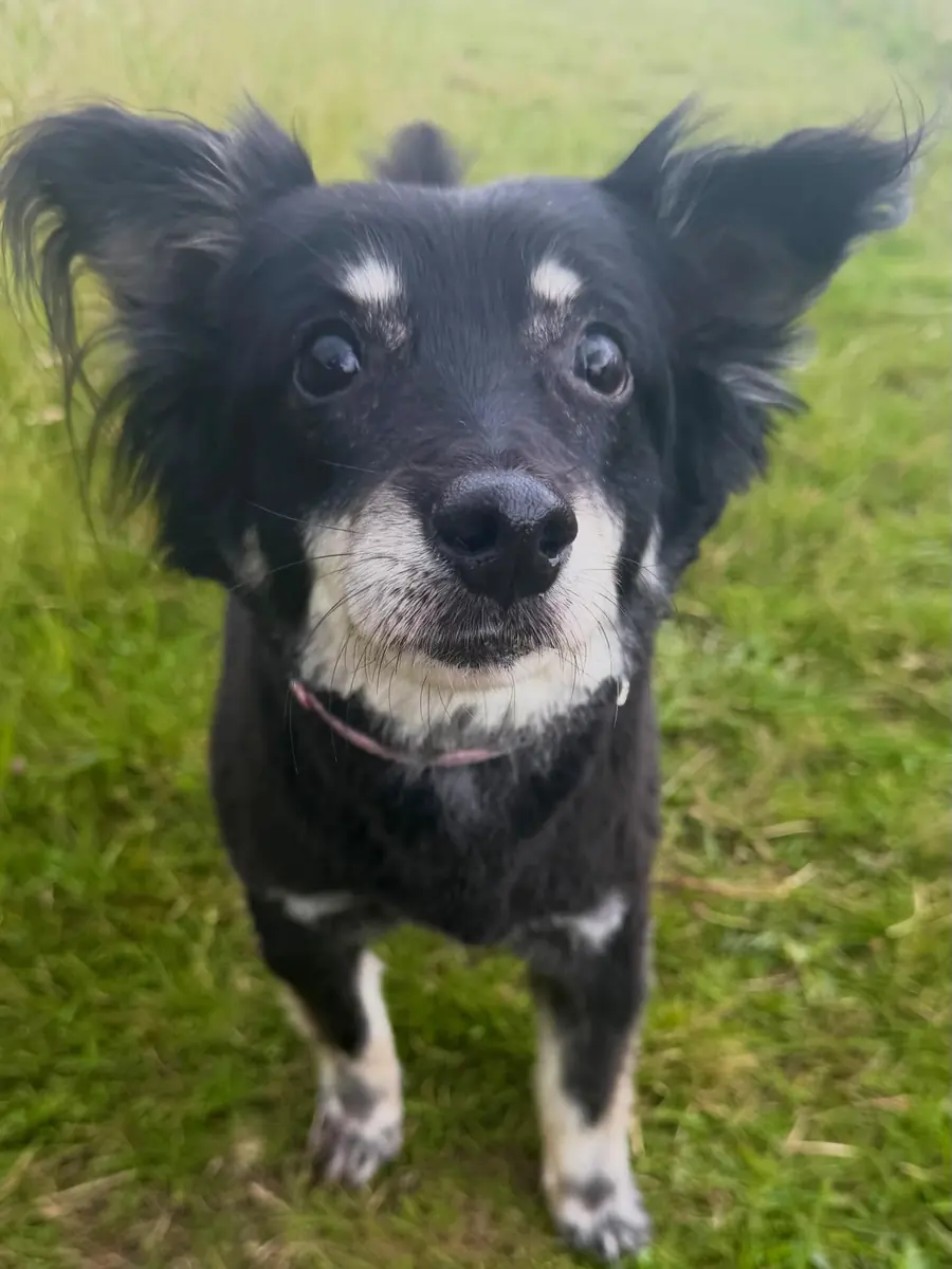 Dog enjoying outdoor space