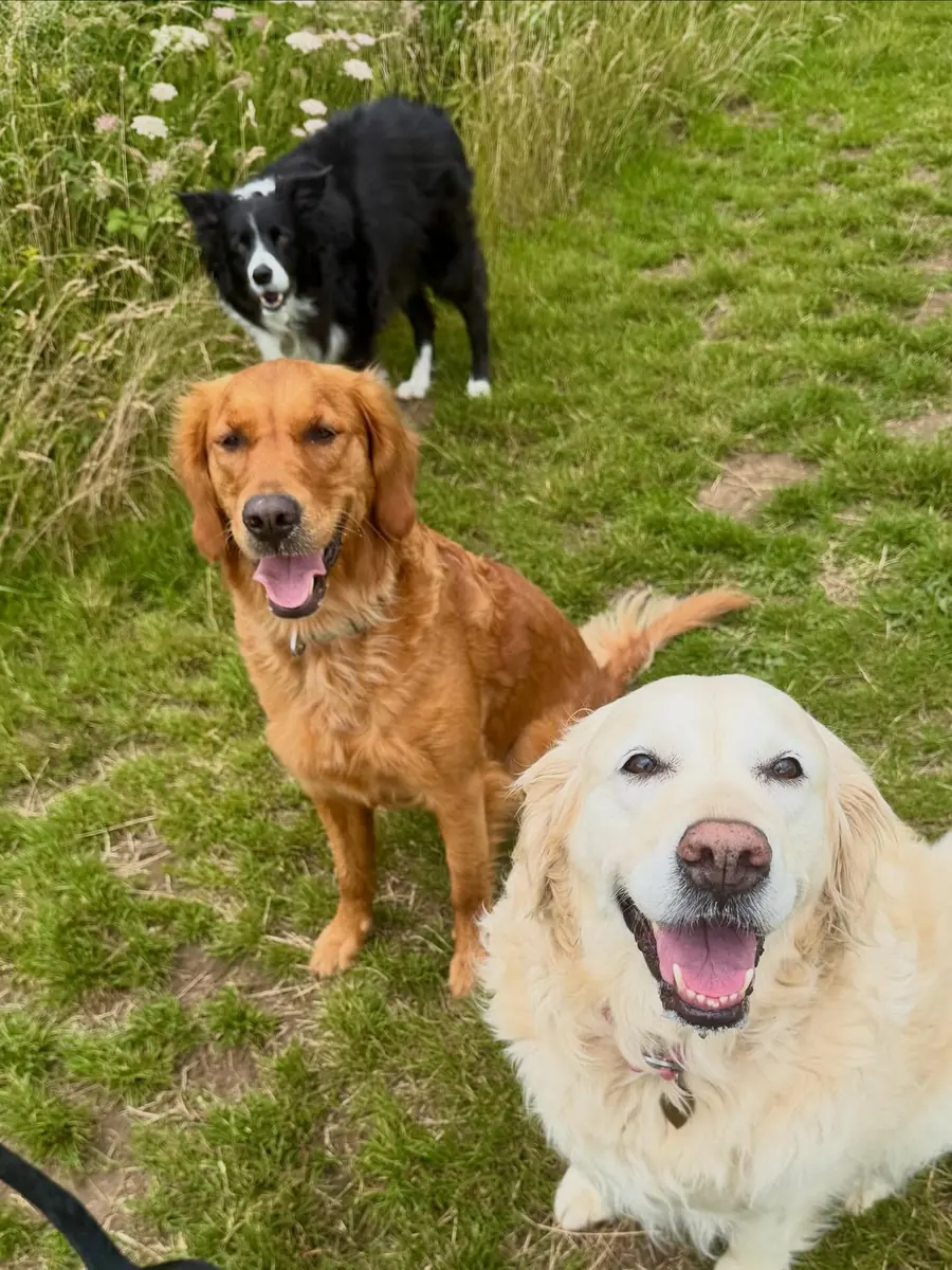 Dog in a natural setting