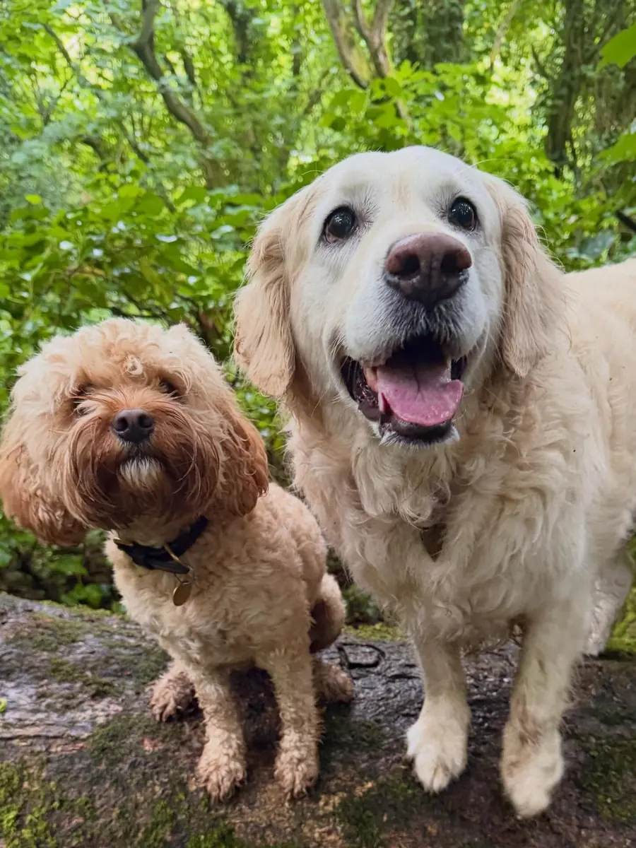 Dog enjoying time outdoors