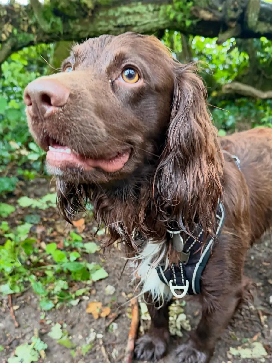 Dog walking outside