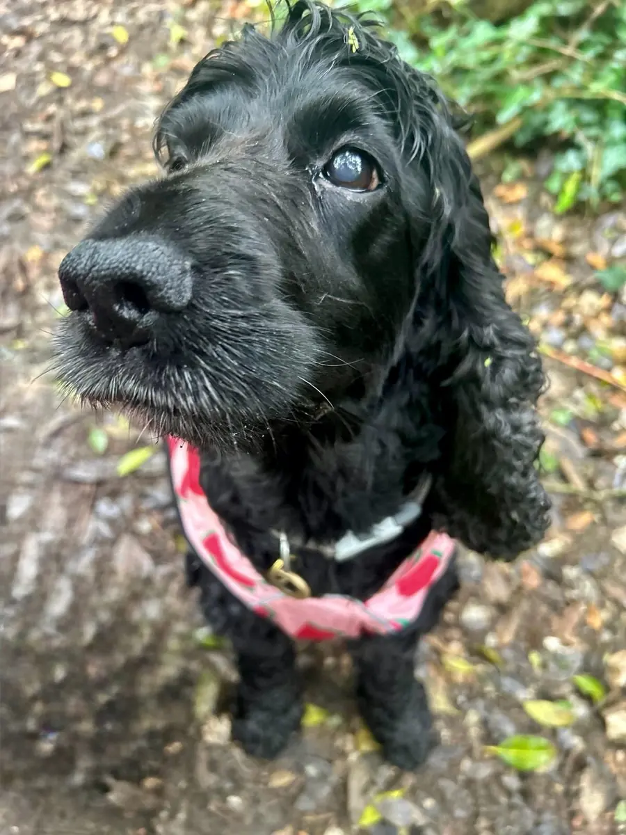 Dog exploring a natural area