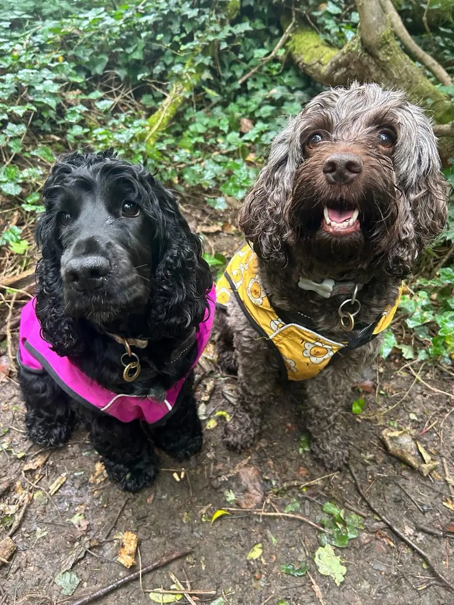 Dogs resting on an outdoor walk