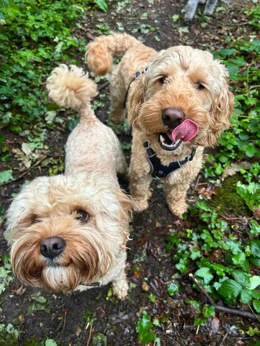 Dogs walking along a wooded path