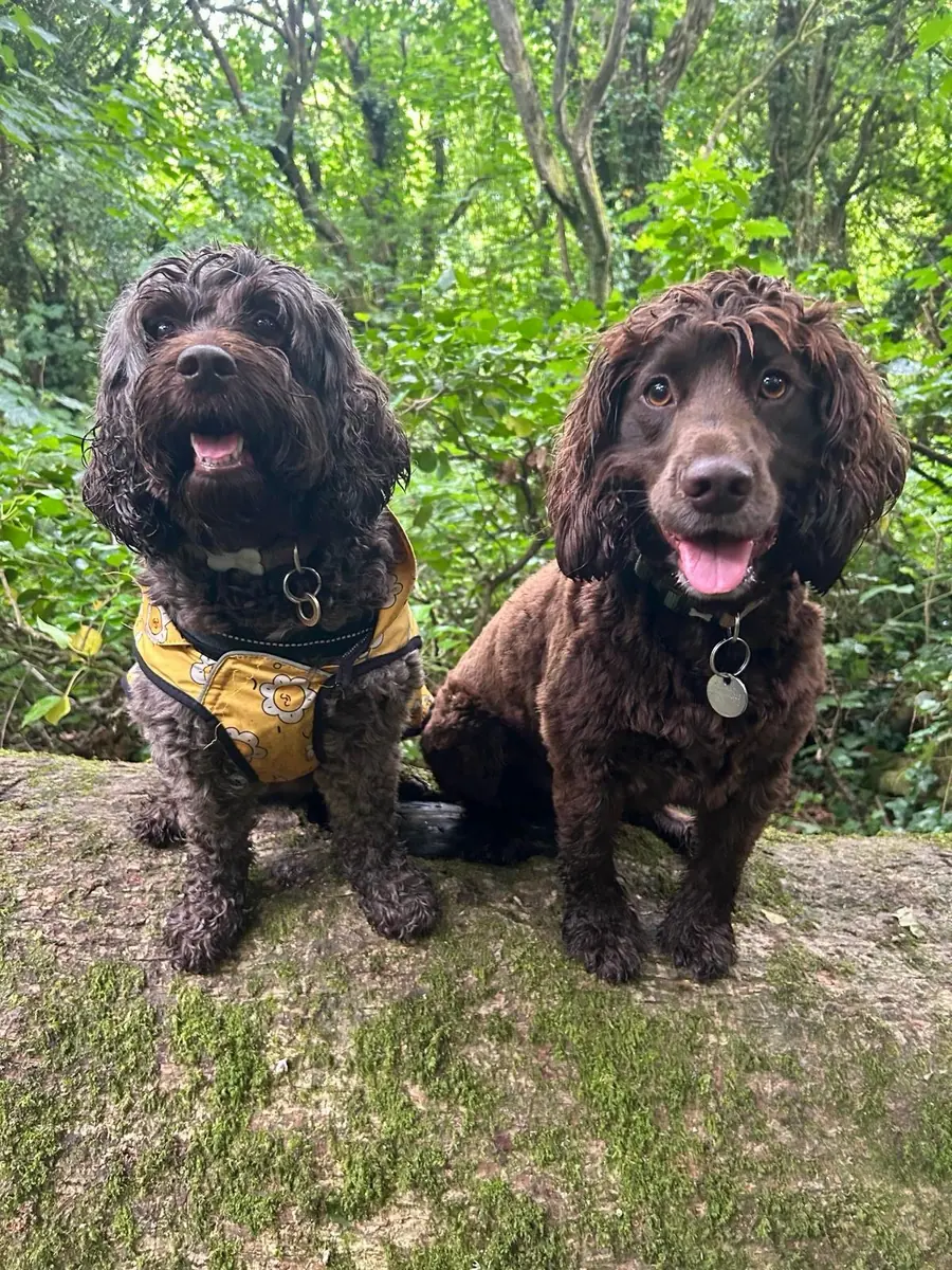 Dog walkers enjoying an outdoor stroll